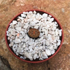 Lithop Pseudotruncatella Ssp. Pseudotruncatella Living Stone Succulent Plant -Cute Farms Shop Lithop Pseudotruncatella ssp. Pseudotruncatella 2