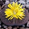 Lithops Aucampiaes Living Stone Succulent Plant 10 Lithops Aucampiaes Living Stone Succulent Plant -Cute Farms Shop Lithops aucampiae Living Stones 1