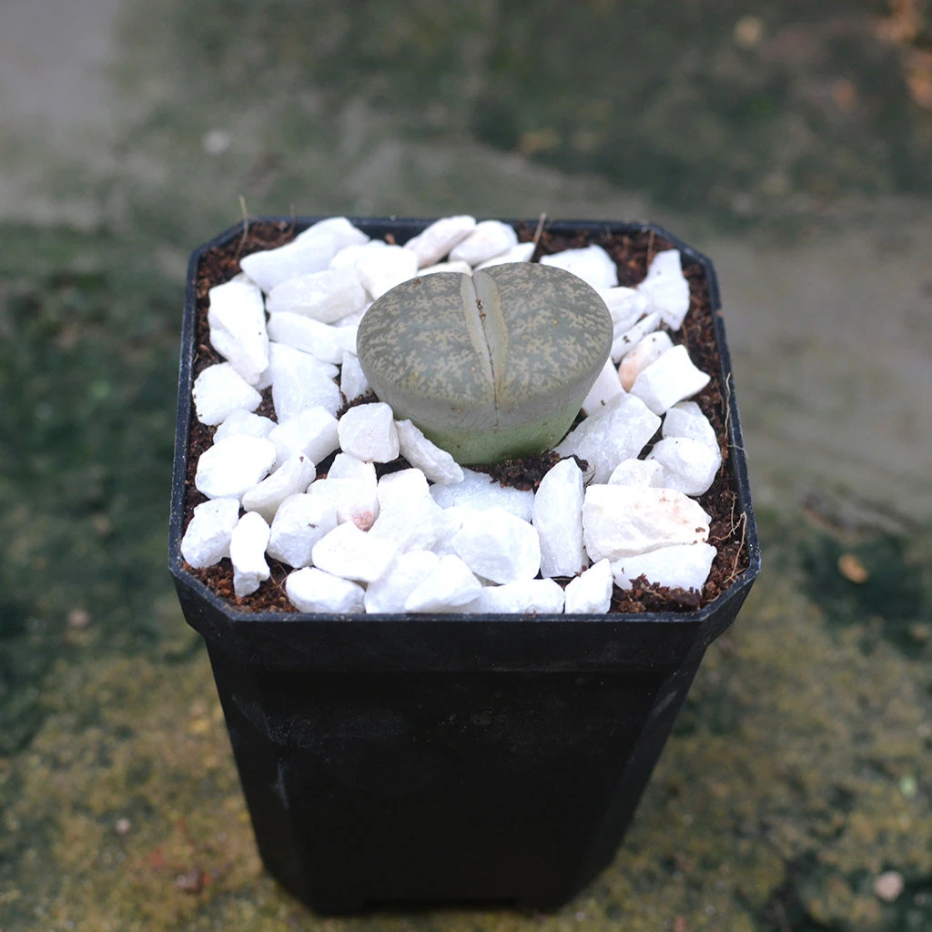 Lithops Lesliei Var. Venteri Living Stone Succulent Plant 2 Lithops Lesliei Var. Venteri Living Stone Succulent Plant - Image 2