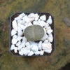 Lithops Lesliei Var. Venteri Living Stone Succulent Plant -Cute Farms Shop Lithops Lesliei 2