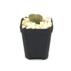 Lithops Lesliei Var. Venteri Living Stone Succulent Plant 10 Lithops Lesliei Var. Venteri Living Stone Succulent Plant -Cute Farms Shop Lithops Lesliei 3