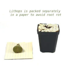 Lithops Lesliei Var. Venteri Living Stone Succulent Plant 11 Lithops Lesliei Var. Venteri Living Stone Succulent Plant -Cute Farms Shop Lithops Lesliei 4