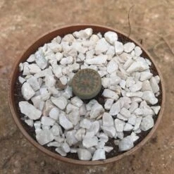 Lithops Pseudotruncatella Ssp. Dentritica Farinosa Living Stone Succulent Plant -Cute Farms Shop Lithops Pseudotruncatella ssp. Dentritica Farinosa 2