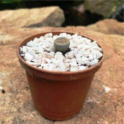 Lithops Pseudotruncatella Ssp. Dentritica Farinosa Living Stone Succulent Plant -Cute Farms Shop Lithops Pseudotruncatella ssp. Dentritica Farinosa 3