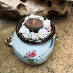 Lithops Villetii Subs. Deboeri Living Stone Succulent Plant -Cute Farms Shop Lithopsvilletiisubs.deboeri 1