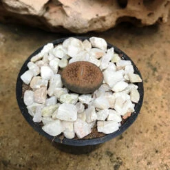 Lithops Villetii Subs. Deboeri Living Stone Succulent Plant -Cute Farms Shop Lithopsvilletiisubs.deboeri
