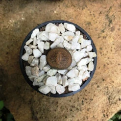Lithops Villetii Subs. Deboeri Living Stone Succulent Plant -Cute Farms Shop Lithopsvilletiisubs.deboeri 5