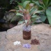 Livid Siam Water Terrarium Kit -Cute Farms Shop Livid Siam 1