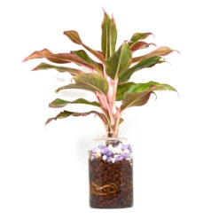 Livid Siam Water Terrarium Kit -Cute Farms Shop Livid Siam 3