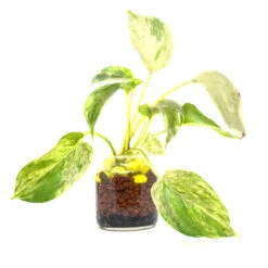 Royal Mottle Water Terrarium Kit -Cute Farms Shop Marble Queen Pothos 2