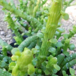 Monadenium Ellenbeckii Octopus Arms Succulent Plant -Cute Farms Shop Monadenium ellenbeckii2