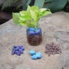 Neon Lush Water Terrarium Kit 8 Neon Lush Water Terrarium Kit -Cute Farms Shop Neon Pothos 2