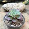 Echeveria Korean Hybrid Succulent Plant 7 Echeveria Korean Hybrid Succulent Plant -Cute Farms Shop NewKorean 2