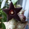 Orbea Decaisneana Succulent Plant -Cute Farms Shop OrbeaDecaisneana 2