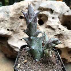 Orbea Decaisneana Succulent Plant -Cute Farms Shop OrbeaDecaisneana 3