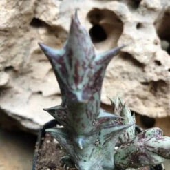 Orbea Decaisneana Succulent Plant -Cute Farms Shop OrbeaDecaisneana 4