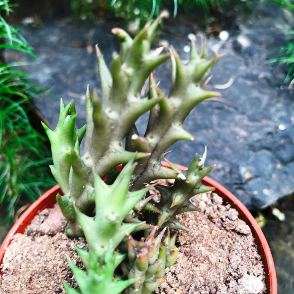 Orbea Verrucosa Succulent Plant 2 Orbea Verrucosa Succulent Plant - Image 2