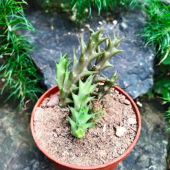 Orbea Verrucosa Succulent Plant 6 Orbea Verrucosa Succulent Plant -Cute Farms Shop Orbea Verrucosa 2
