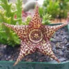 Orbea Verrucosa Succulent Plant 7 Orbea Verrucosa Succulent Plant -Cute Farms Shop Orbea verrucosa
