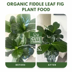 Organic Fiddle Leaf Fig Plant Food -Cute Farms Shop OrganicFiddleLeafFigPlantFoodCuteFarmsBeforeandAfter
