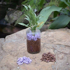 Pansy Juliette Water Terrarium Kit