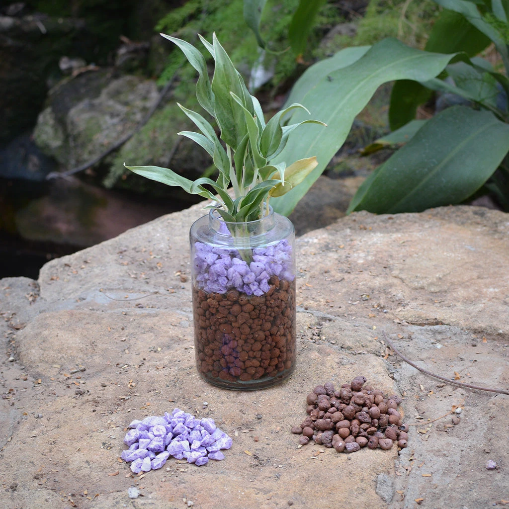 Pansy Juliette Water Terrarium Kit 1 Pansy Juliette Water Terrarium Kit