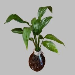 Peace Lily 'Petite' Terrarium Kit -Cute Farms Shop PeaceLilyPetite 1