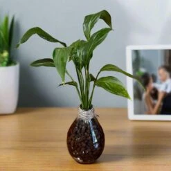 Peace Lily 'Petite' Terrarium Kit