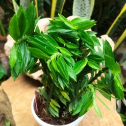 Pedilanthus Tithymaloides Nana Green Succulent Plant -Cute Farms Shop PedilanthusTithymaloidesNanaGreen 2