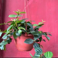 Peperomia 'Angulata' Succulent Plant 5 Peperomia 'Angulata' Succulent Plant -Cute Farms Shop PeperomiaAngulata 2