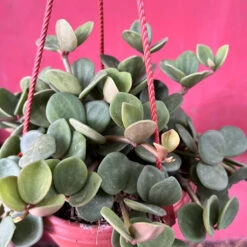 Peperomia Tetraphylla ‘Hope’ Succulent Plant -Cute Farms Shop PeperomiaTetraphyllaHope 1