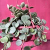Peperomia Tetraphylla ‘Hope’ Succulent Plant -Cute Farms Shop PeperomiaTetraphyllaHope 2