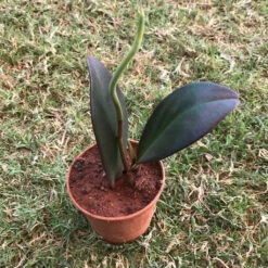 Peperomia Claviformis Succulent Plant