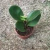 Peperomia Magnoliifolia Succulent Plant -Cute Farms Shop Peperomia magnoliifolia e062a84f 7730 435b a3f7 e9cdbc305ece