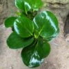 Peperomia Obtusifolia Green Succulent Plant -Cute Farms Shop PeperomiaobtusifoliaGreen 1