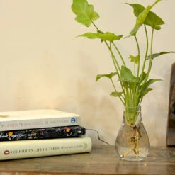 Philodendron Lemon Lime Water Terrarium Kit 5 Philodendron Lemon Lime Water Terrarium Kit -Cute Farms Shop PhilLemonLime 1