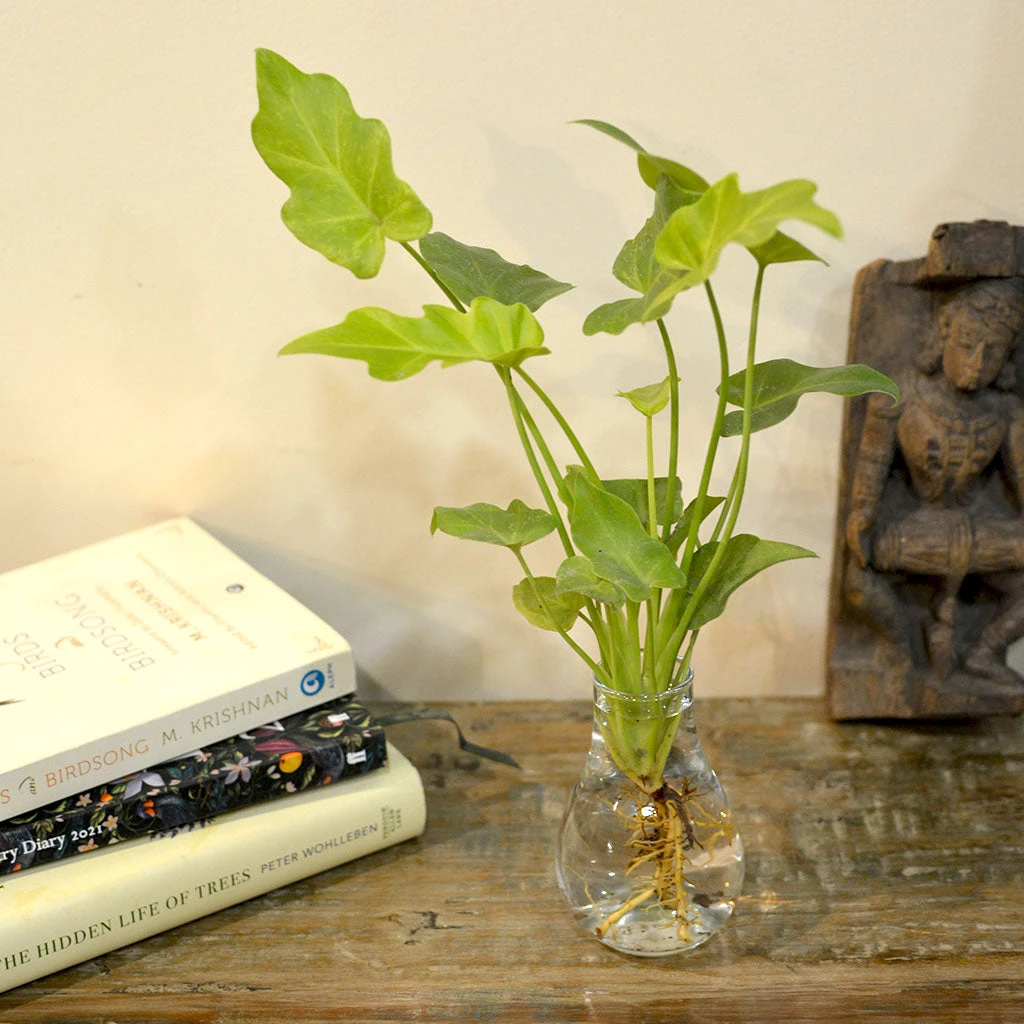 Philodendron Lemon Lime Water Terrarium Kit 2 Philodendron Lemon Lime Water Terrarium Kit - Image 2