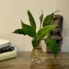 Philodendron Wendlandii Water Terrarium Kit 4 Philodendron Wendlandii Water Terrarium Kit -Cute Farms Shop PhilWendlandii 5