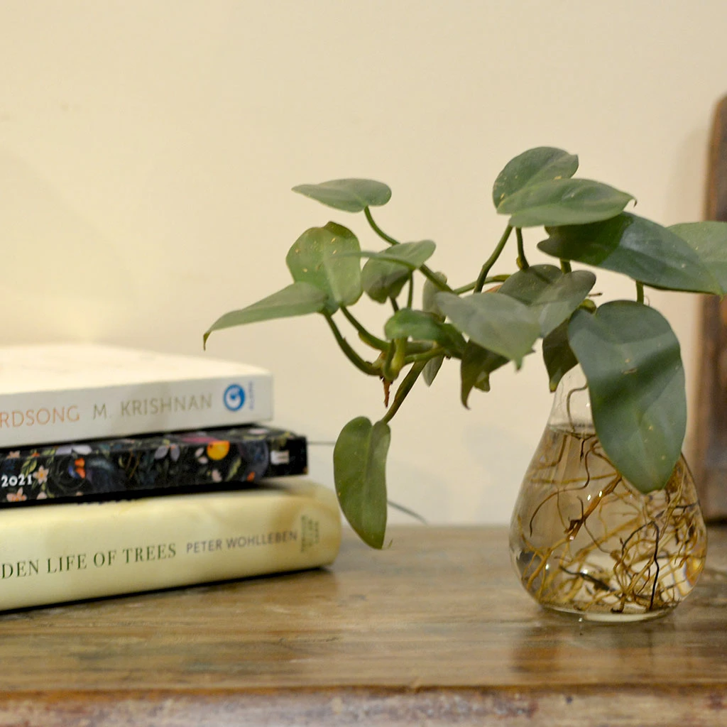 Philodendron Panduriforme Fiddlehead Water Terrarium Kit 2 Philodendron Panduriforme Fiddlehead Water Terrarium Kit - Image 2