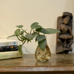 Philodendron Panduriforme Fiddlehead Water Terrarium Kit