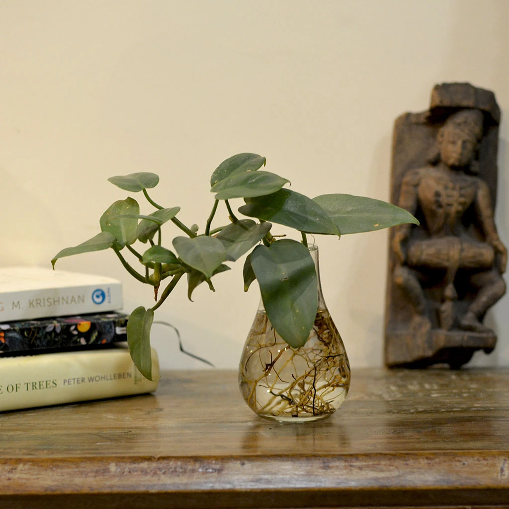 Philodendron Panduriforme Fiddlehead Water Terrarium Kit 1 Philodendron Panduriforme Fiddlehead Water Terrarium Kit