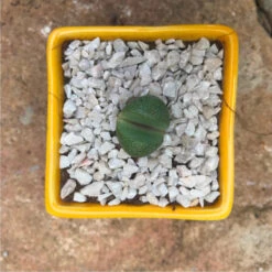Pleiospilos Nelii Schwantes Split Rock Succulent Plant -Cute Farms Shop Pleios Nelii 1