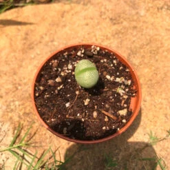 Pleiospilos Nelii Schwantes Split Rock Succulent Plant -Cute Farms Shop Pleios Nelii 4