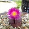 Pleiospilos Nelii Royal Flush Split Rock Succulent Plant -Cute Farms Shop Pleiospilos nelii Royal Flush flower
