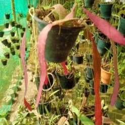 Pseudorhipsalis Ramulosa (Red Rhipsalis) Succulent Plant -Cute Farms Shop PseudorhipsalisRamulosa RedRhipsalis