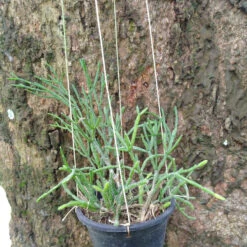 Hatiora Salicornioides Dancing Bones Succulent Plant 7 Hatiora Salicornioides Dancing Bones Succulent Plant -Cute Farms Shop RhipsalisSalicornioides