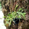 Rhipsalis Sulcata Succulent Plant 6 Rhipsalis Sulcata Succulent Plant -Cute Farms Shop RhipsalisSulcata a3914692 87b9 4ff8 889d d15cbb75564e