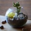 Rider Of The Storm Terrarium Kit
