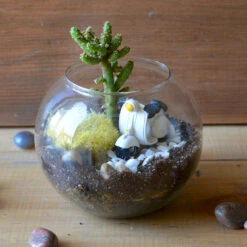 Rider Of The Storm Terrarium Kit -Cute Farms Shop Rider of the storm 2