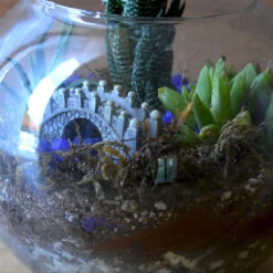 Sea Of Haworthia Terrarium Kit 5 Sea Of Haworthia Terrarium Kit -Cute Farms Shop Sea of Haworthia 3